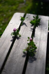 ベンチの隙間から咲く花